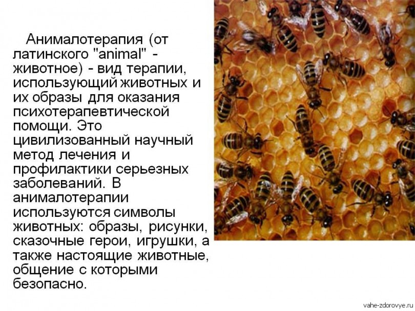 Терапияы на латыни