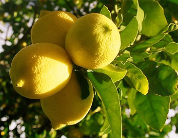 эфирного масла лимона