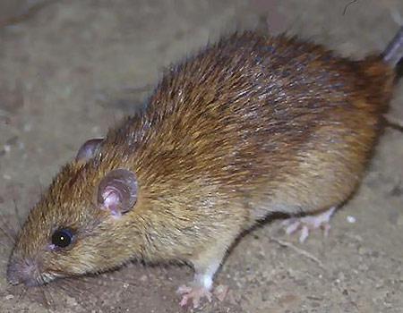 борьба с мышами и крысами 3 метода