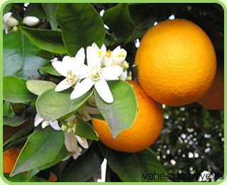 дерево апельсина и свойства масла