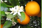 дерево апельсина и свойства масла